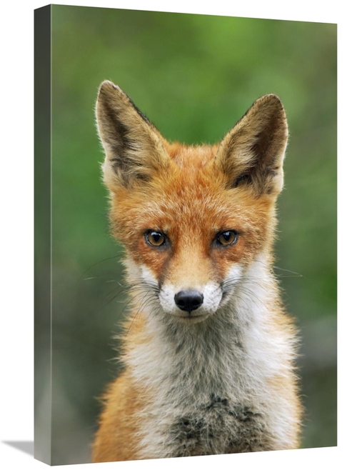 Global Gallery GCS-398282-1624-142 16 x 24 in. Red Fox, Hoge Veluw