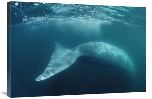 Global Gallery GCS-450602-2436-142 24 x 36 in. Blue Whale, Sea of 