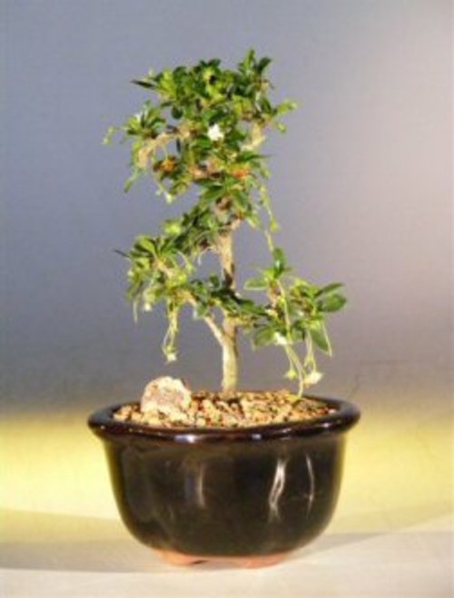 Fukien Tea Bonsai Tree - Small Straight Trunk Style (ehretia