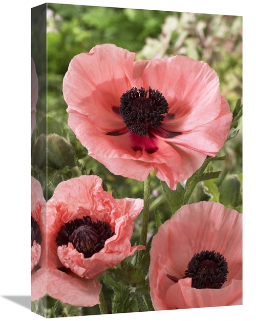 Global Gallery GCS-398376-1218-142 12 x 18 in. Oriental Poppy Salmon V
