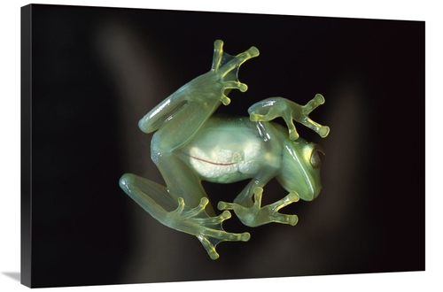 Global Gallery GCS-453371-2436-142 24 x 36 in. Glass Frog, Native 