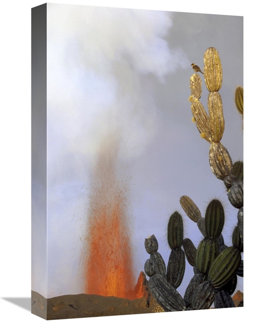 Global Gallery GCS-451198-1218-142 12 x 18 in. Galapagos Mockingbird A