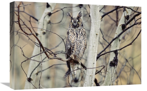 Global Gallery GCS-396984-1624-142 16 x 24 in. Long-Eared Owl Perching