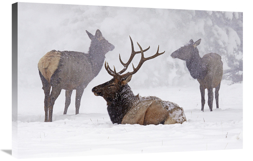 Global Gallery GCS-486630-36-142 36 in. Sitting out the Storm Art Prin