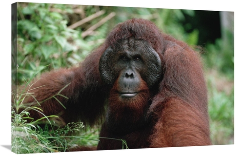 Global Gallery GCS-452478-2436-142 24 x 36 in. Orangutan Old Male,