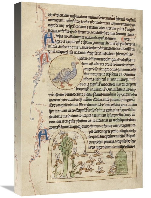 Global Gallery GCS-454771-1624-142 16 x 24 in. A Duck - Bees Art Print