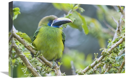 Global Gallery GCS-397263-1624-142 16 x 24 in. Emerald Toucanet, C