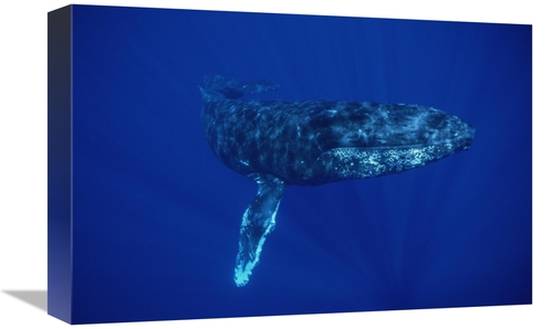 Global Gallery GCS-450989-1218-142 12 x 18 in. Humpback Whale, Mau