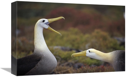 Global Gallery GCS-451412-1218-142 12 x 18 in. Waved Albatross Courtsh