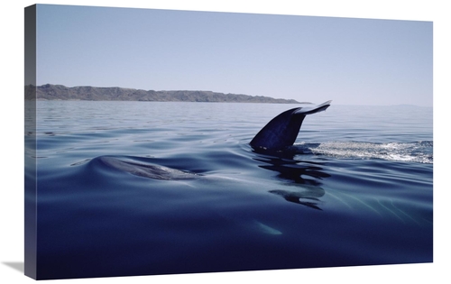 Global Gallery GCS-450607-2030-142 20 x 30 in. Blue Whale Tail, Se