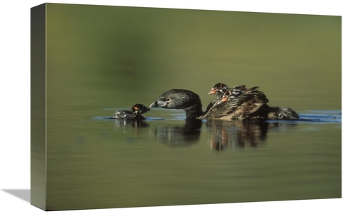 Global Gallery GCS-397088-1218-142 12 x 18 in. Pied-Billed Grebe Paren