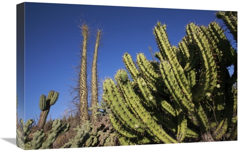 Global Gallery GCS-398093-1624-142 16 x 24 in. Organ Pipe Cactus, 