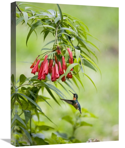 Global Gallery GCS-452693-1824-142 18 x 24 in. Purple-Throated Mountai