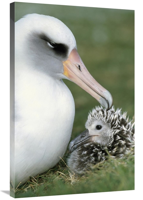 Global Gallery GCS-451417-2436-142 24 x 36 in. Laysan Albatross Parent