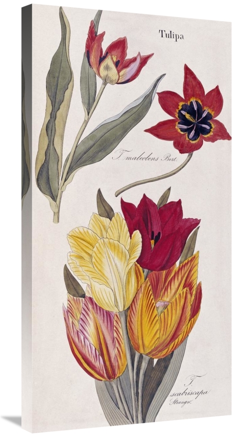Global Gallery GCS-267937-36-142 36 in. Tulips - Flora Universalis Art