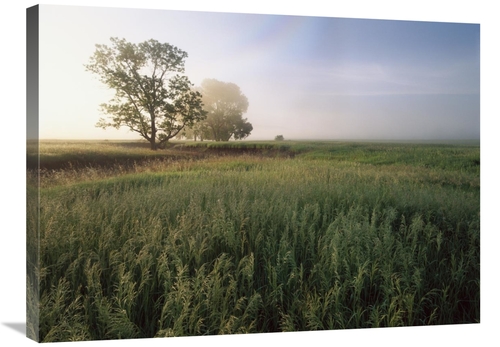 Global Gallery GCS-397212-2432-142 24 x 32 in. Oak Trees Shrouded in F