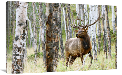 Global Gallery GCS-486478-36-142 36 in. Elk in the Aspens Art Print - 