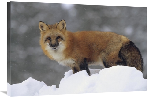 Global Gallery GCS-396347-2436-142 24 x 36 in. Red Fox Standing at the