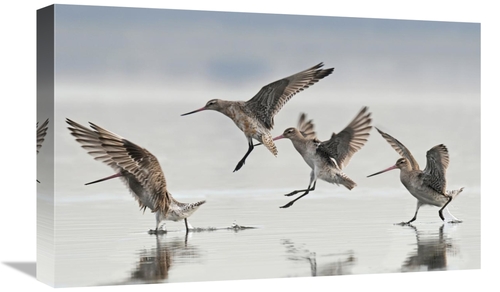 Global Gallery GCS-397470-22-142 22 in. Bar-Tailed Godwit Group Landin