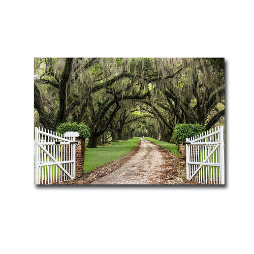 Plantation Road by Daniel Burt Premium Gallery-Wrapped Canvas Giclee A