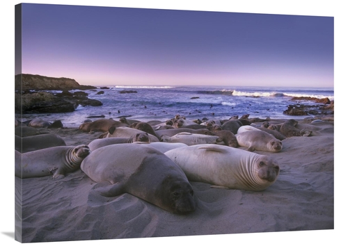 Global Gallery GCS-397142-3040-142 30 x 40 in. Northern Elephant Seal 