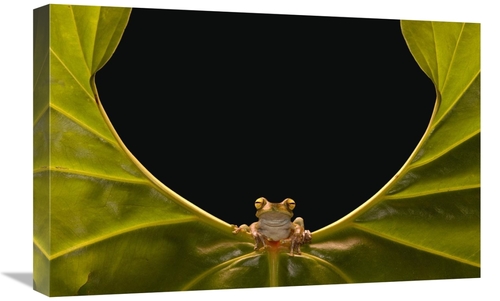 Global Gallery GCS-453192-1624-142 16 x 24 in. Cloud Forest Tree Frog 