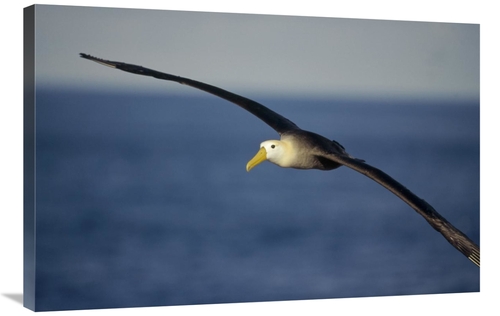 Global Gallery GCS-451367-2436-142 24 x 36 in. Waved Albatross Flying&