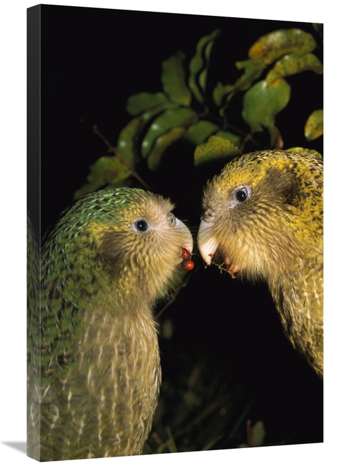 Global Gallery GCS-451748-2030-142 20 x 30 in. Kakapo Pair Playing&#44