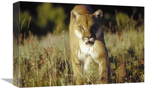 Global Gallery GCS-396986-1218-142 12 x 18 in. Mountain Lion or Cougar