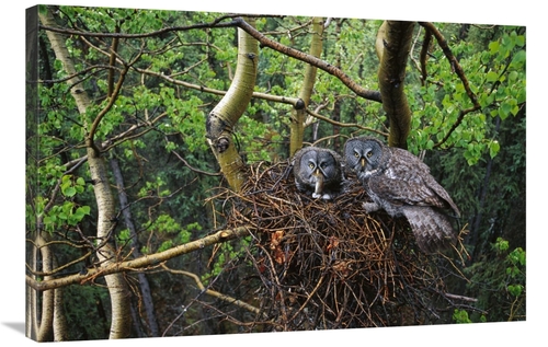 Global Gallery GCS-451924-2436-142 24 x 36 in. Great Gray Owl Pair Nes