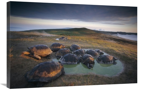 Global Gallery GCS-451383-2436-142 24 x 36 in. Galapagos Giant Tortois