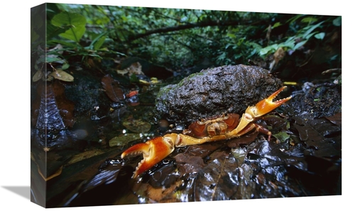 Global Gallery GCS-398552-1218-142 12 x 18 in. Short-Tailed Crab in De