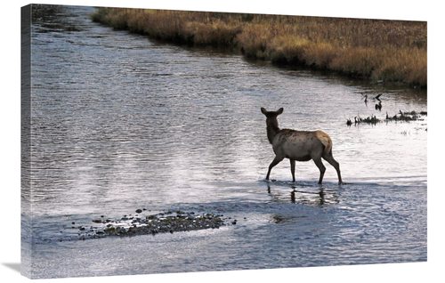 Global Gallery GCS-486520-36-142 36 in. Cow Elk Crossing Art Print - V