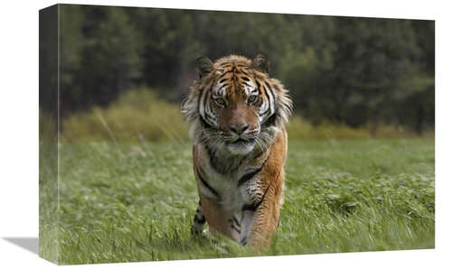 Global Gallery GCS-396413-1218-142 12 x 18 in. Siberian Tiger Walking&