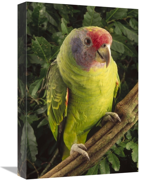 Global Gallery GCS-397694-1218-142 12 x 18 in. Red-Tailed Amazon Portr