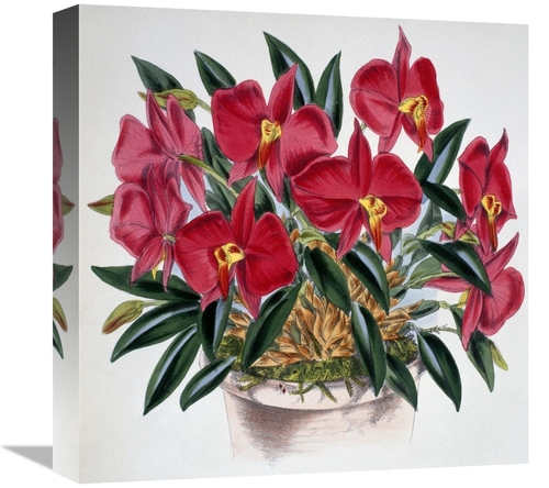 Global Gallery GCS-278078-16-142 16 in. Sophronitis Grandiflora Art Pr