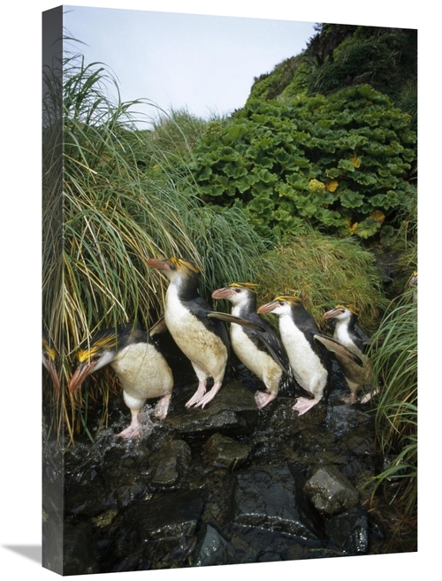 Global Gallery GCS-451071-1624-142 16 x 24 in. Royal Penguin Group Com