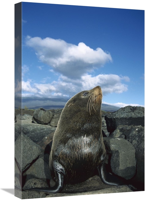 Global Gallery GCS-451557-1624-142 16 x 24 in. Galapagos Fur Seal Bull