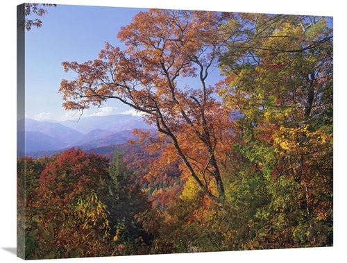 Global Gallery GCS-397061-2835-142 28 x 35 in. Deciduous Forest in Aut