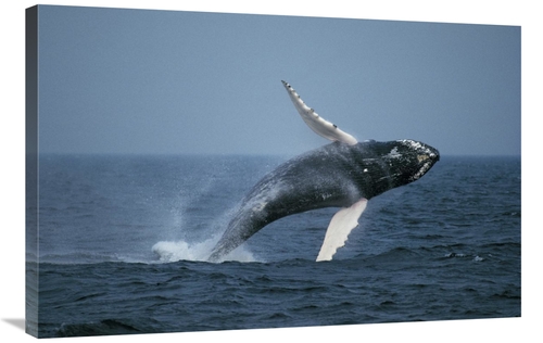 Global Gallery GCS-453571-2436-142 24 x 36 in. Humpback Whale Breachin