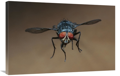 Global Gallery GCS-453379-2436-142 24 x 36 in. Blue Bottle Fly Flying 