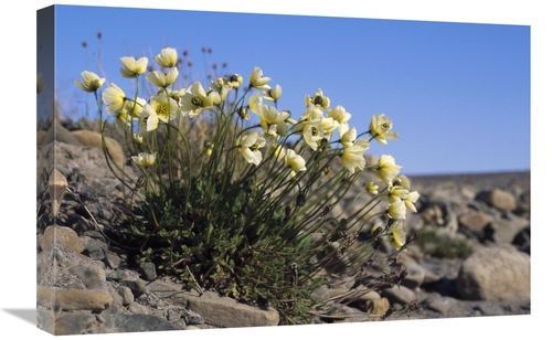 Global Gallery GCS-451341-1624-142 16 x 24 in. Svalbard Poppy, Spi