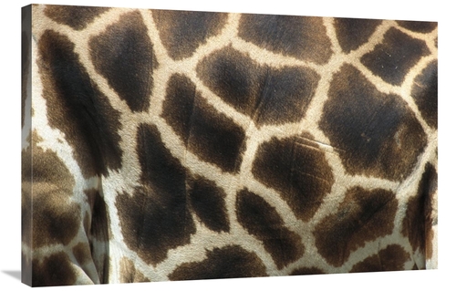 Global Gallery GCS-398161-2436-142 24 x 36 in. Rothschild Giraffe Deta