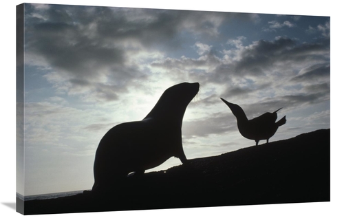 Global Gallery GCS-451266-2436-142 24 x 36 in. Galapagos Fur Seal Pup 