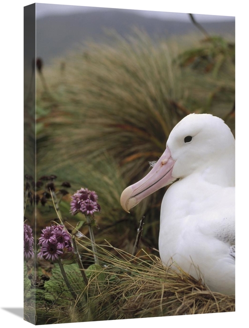 Global Gallery GCS-451219-1624-142 16 x 24 in. Southern Royal Albatros