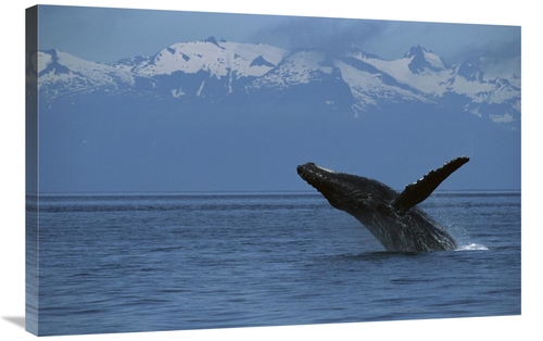 Global Gallery GCS-450807-2436-142 24 x 36 in. Humpback Whale Breachin