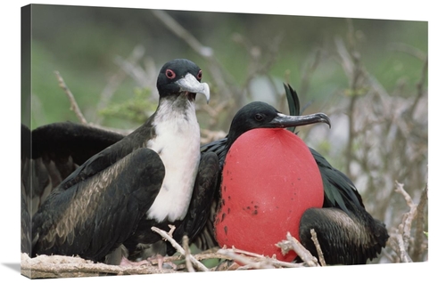 Global Gallery GCS-451517-2436-142 24 x 36 in. Great Frigatebird Femal