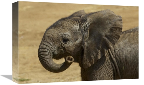 Global Gallery GCS-450883-1218-142 12 x 18 in. African Elephant Calf P