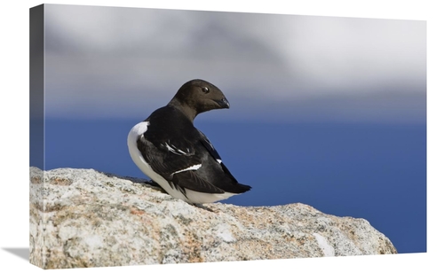 Global Gallery GCS-452703-1624-142 16 x 24 in. Little Auk, Spitsbe