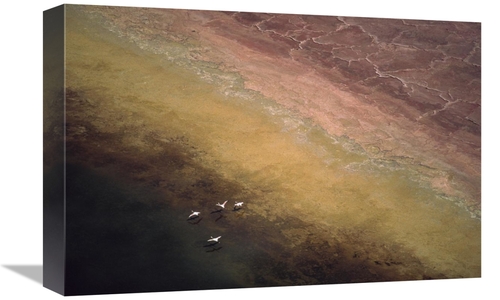 Global Gallery GCS-397071-1218-142 12 x 18 in. Lesser Flamingo Flock o